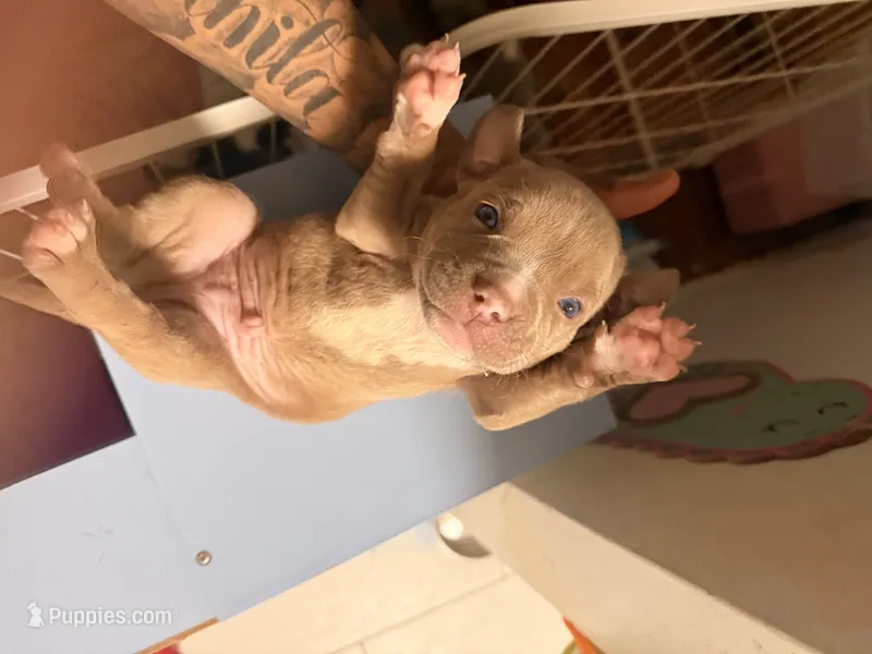 No names – American Bulldog, American Pit Bull Terrier puppy for sale in New York City, NY