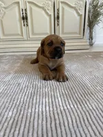 Red, a male Cane Corso for sale in Ponchatoula, LA – Photo 4 of 7