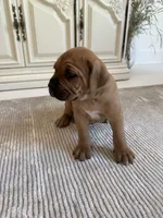 Red, a male Cane Corso for sale in Ponchatoula, LA – Photo 5 of 7