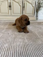 Red, a male Cane Corso for sale in Ponchatoula, LA – Photo 2 of 7