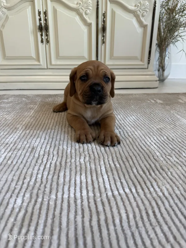 Bear – Cane Corso puppy for sale in Ponchatoula, LA