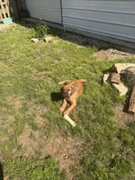 Rose, a female Cane Corso for sale in Ponchatoula, LA – Photo 2 of 4