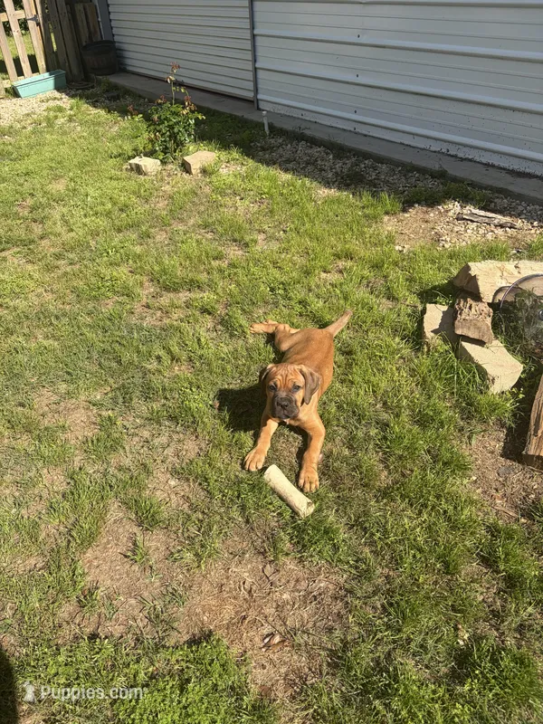 Rose – Cane Corso puppy for sale in Ponchatoula, LA