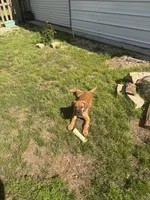 Rose, a female Cane Corso for sale in Ponchatoula, LA – Photo 1 of 4
