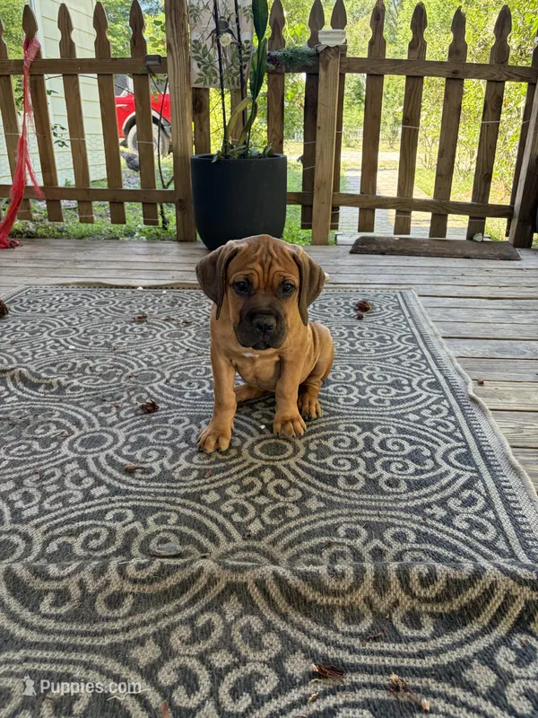 Rose – Cane Corso puppy for sale in Ponchatoula, LA