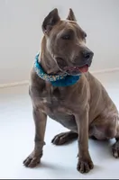 Rose, a female Cane Corso for sale in Ponchatoula, LA – Photo 4 of 4