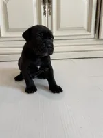 Rock, a male Cane Corso for sale in Ponchatoula, LA – Photo 1 of 5