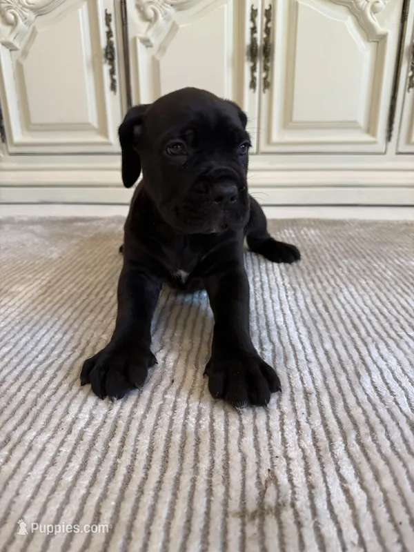 Rock – Cane Corso puppy for sale in Ponchatoula, LA