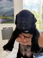 Rock, a male Cane Corso for sale in Ponchatoula, LA – Photo 2 of 5