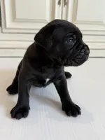 Rock, a male Cane Corso for sale in Ponchatoula, LA – Photo 5 of 5