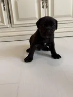 Rock, a male Cane Corso for sale in Ponchatoula, LA – Photo 3 of 5