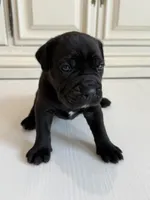 Rock, a male Cane Corso for sale in Ponchatoula, LA – Photo 4 of 5