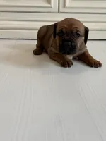 Rose, a female Cane Corso for sale in Ponchatoula, LA – Photo 2 of 3