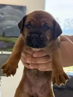 Rose, a female Cane Corso for sale in Ponchatoula, LA – Photo 3 of 3