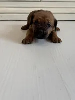 Rose, a female Cane Corso for sale in Ponchatoula, LA – Photo 1 of 3