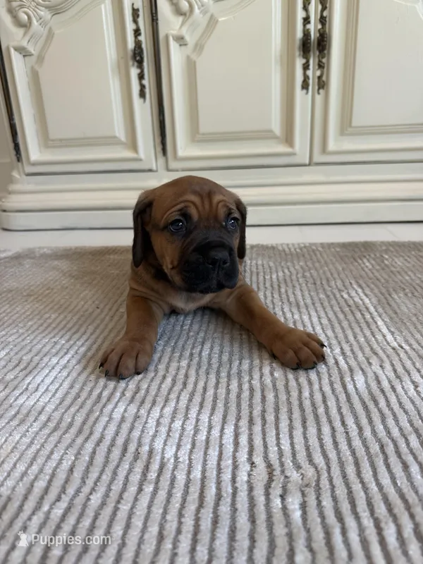 Rose – Cane Corso puppy for sale in Ponchatoula, LA