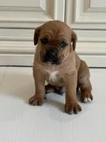 Bear, a male Cane Corso for sale in Ponchatoula, LA – Photo 2 of 2
