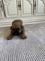 Ruby, a female Cane Corso for sale in Ponchatoula, LA – Photo 3 of 5