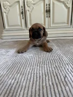 Ruby, a female Cane Corso for sale in Ponchatoula, LA – Photo 2 of 5