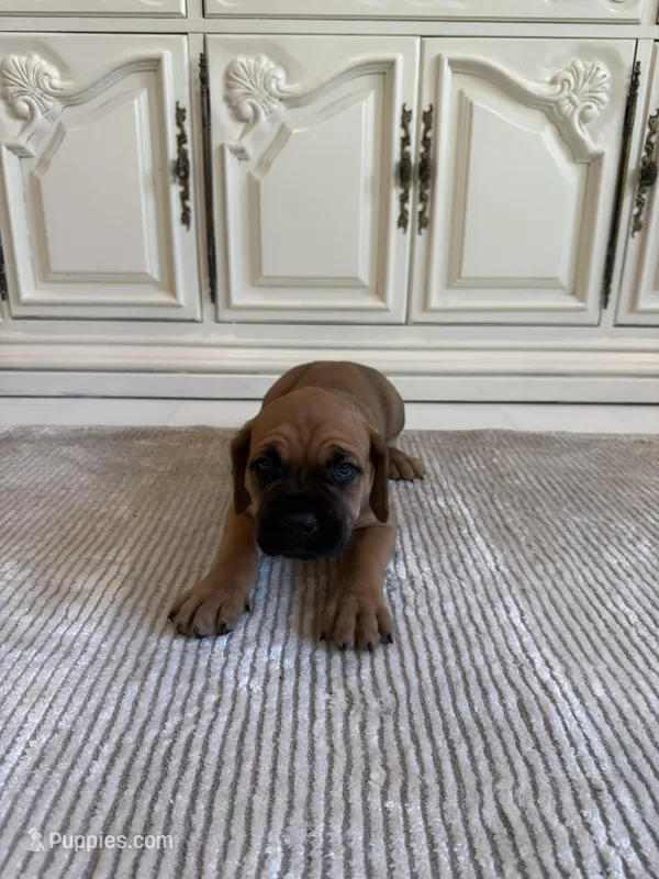 Ruby – Cane Corso puppy for sale in Ponchatoula, LA