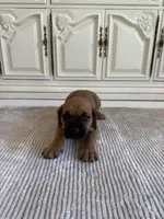 Ruby, a female Cane Corso for sale in Ponchatoula, LA – Photo 1 of 5
