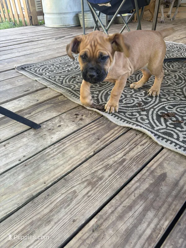 Ruby – Cane Corso puppy for sale in Ponchatoula, LA
