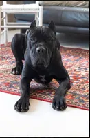 Ruby, a female Cane Corso for sale in Ponchatoula, LA – Photo 4 of 5