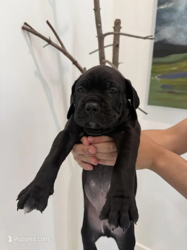 Onyx – Cane Corso puppy for sale in Ponchatoula, LA