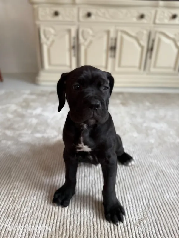 Onyx – Cane Corso puppy for sale in Ponchatoula, LA