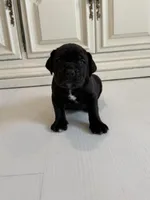 Onyx, a male Cane Corso for sale in Ponchatoula, LA – Photo 2 of 3