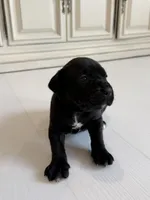 Onyx, a male Cane Corso for sale in Ponchatoula, LA – Photo 1 of 3