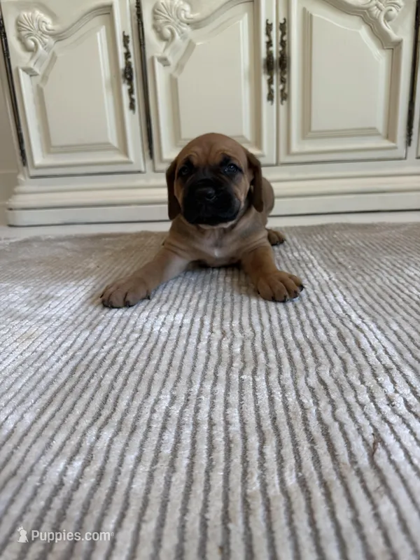 Ruby – Cane Corso puppy for sale in Ponchatoula, LA