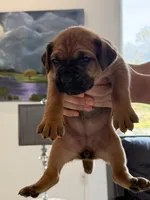 Ruby, a female Cane Corso for sale in Ponchatoula, LA – Photo 2 of 2