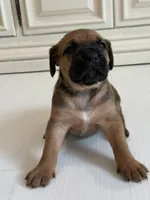 Ruby, a female Cane Corso for sale in Ponchatoula, LA – Photo 1 of 2