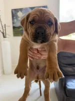 Bear, a male Cane Corso for sale in Ponchatoula, LA – Photo 1 of 2