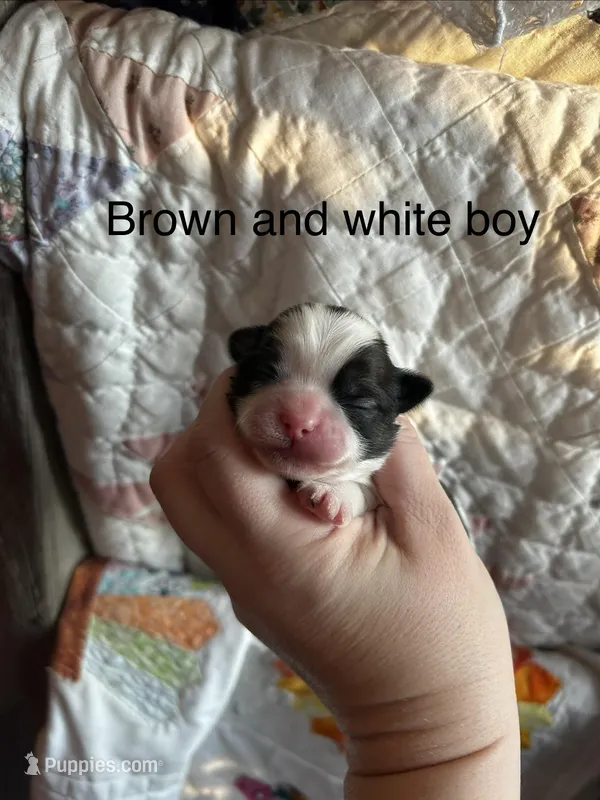Brown and white 