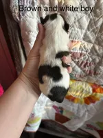 Brown and white , a male Shih Tzu for sale in Vandalia, IL – Photo 2 of 2