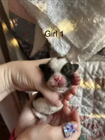 Girl 1, a female Shih Tzu for sale in Vandalia, IL – Photo 1 of 2