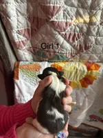 Girl 1, a female Shih Tzu for sale in Vandalia, IL – Photo 2 of 2