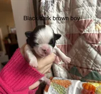 Brown boy, a male Shih Tzu for sale in Vandalia, IL – Photo 1 of 2