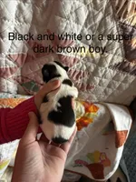 Brown boy, a male Shih Tzu for sale in Vandalia, IL – Photo 2 of 2