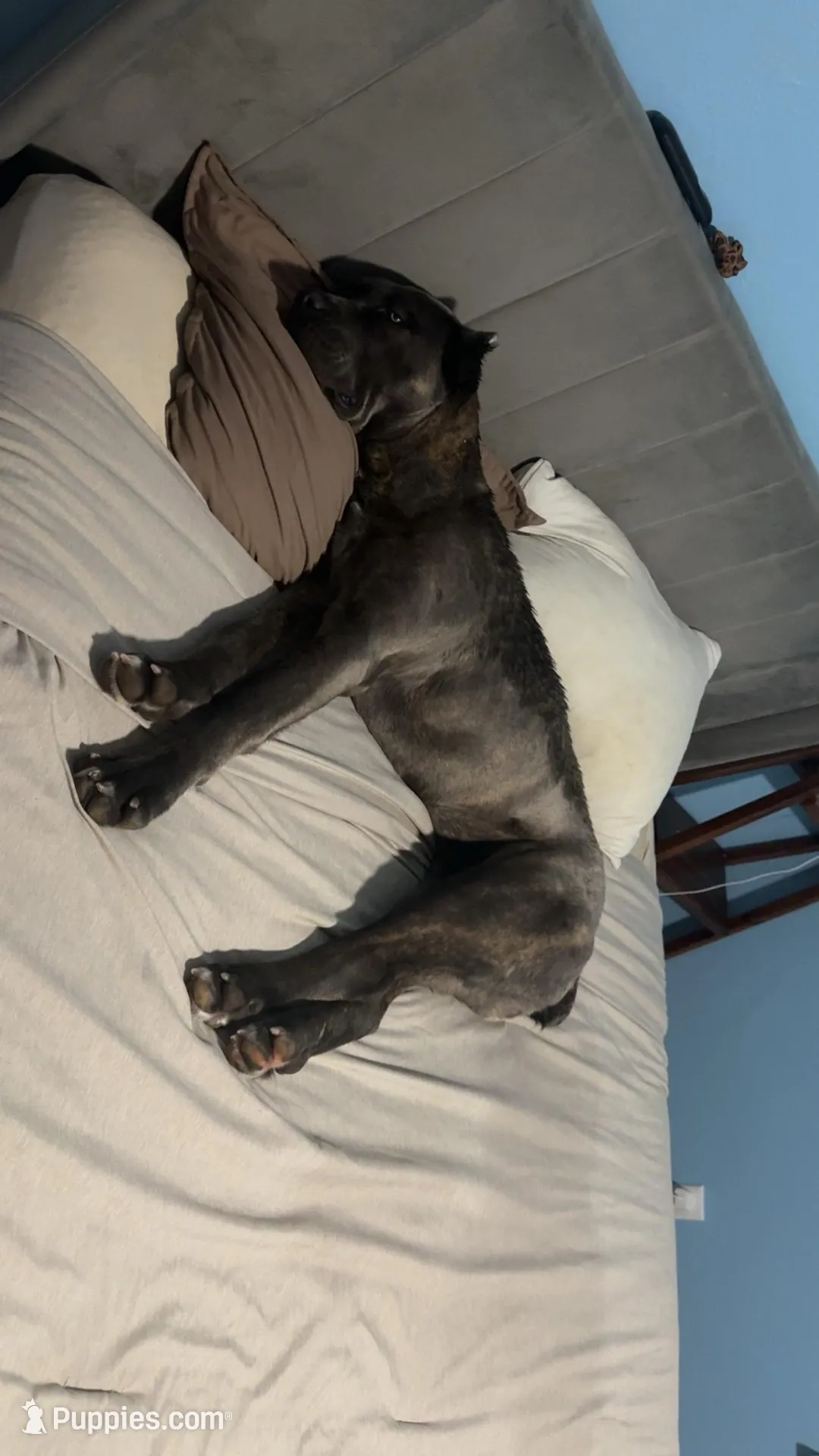 Lenna, a female Cane Corso for sale in Midland, MI – Photo 2 of 5