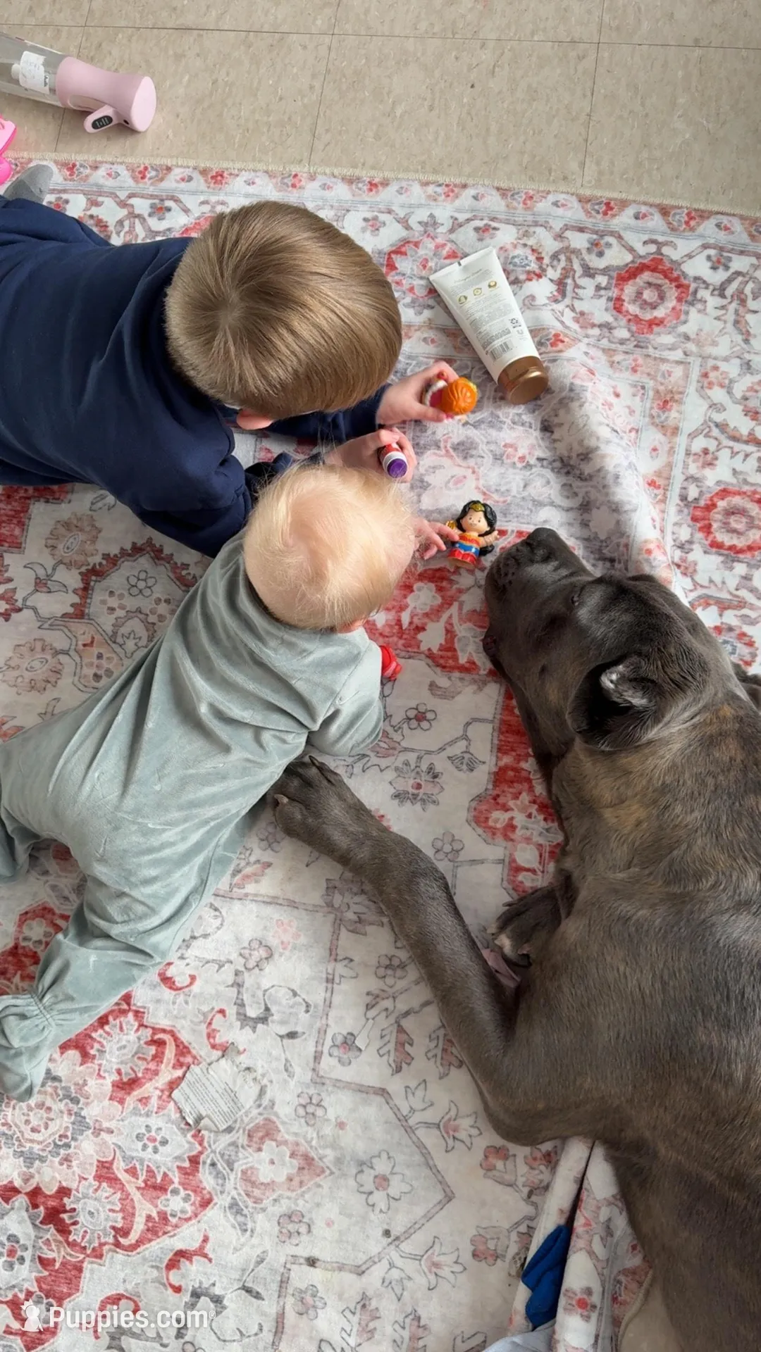 Lenna, a female Cane Corso for sale in Midland, MI – Photo 3 of 5