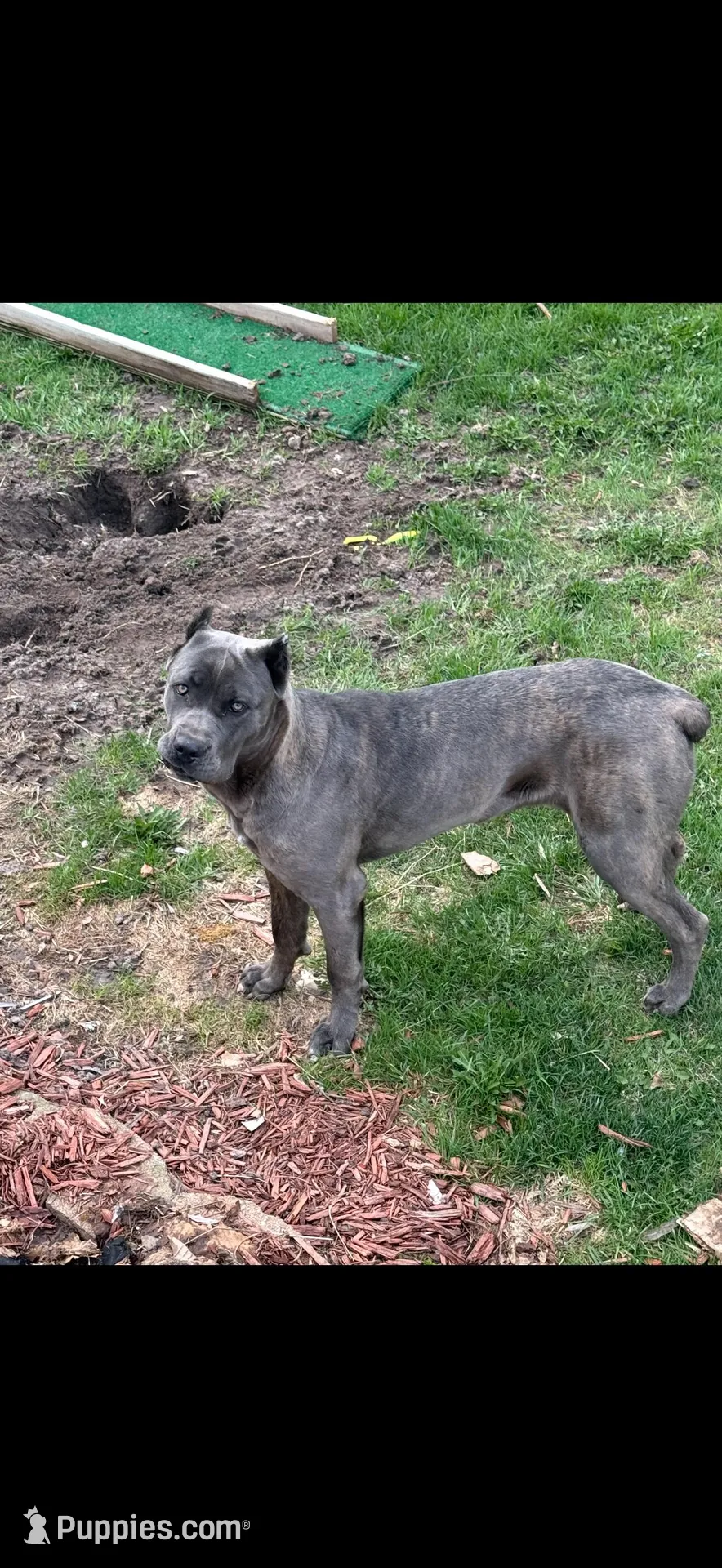 Lenna, a female Cane Corso for sale in Midland, MI – Photo 5 of 5
