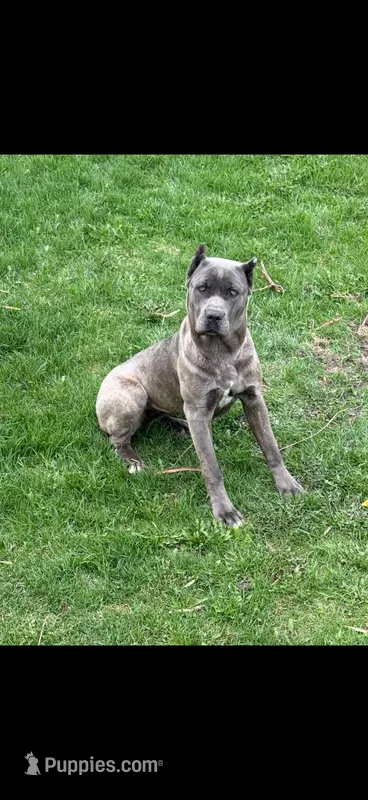 Lenna – Cane Corso puppy for sale in Midland, MI