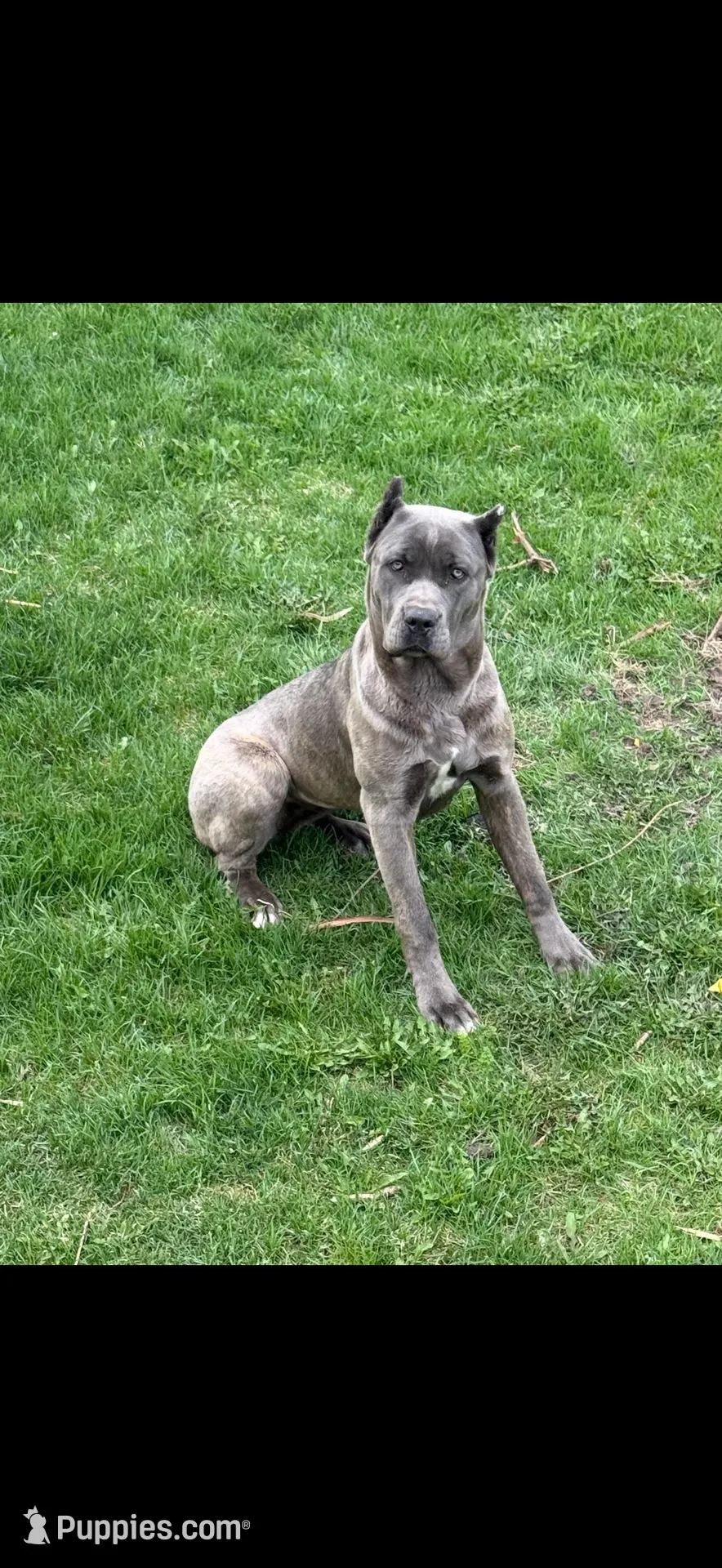 Lenna, a female Cane Corso for sale in Midland, MI – Photo 1 of 5
