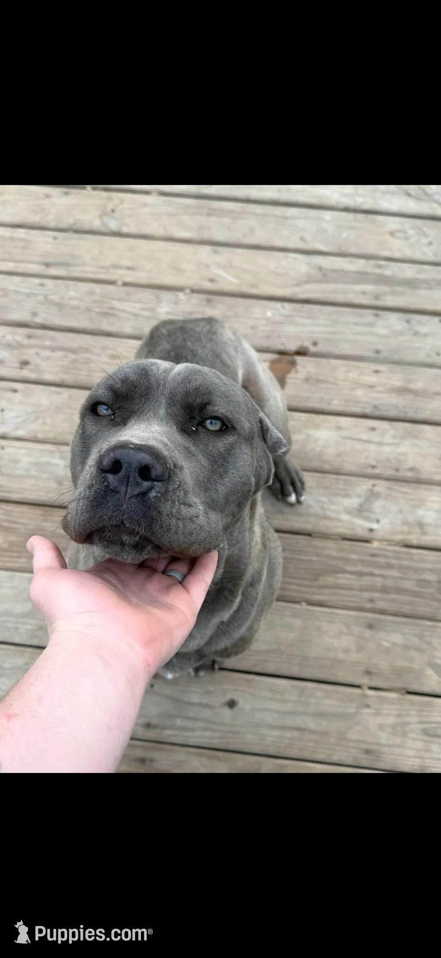 Lenna, a female Cane Corso for sale in Midland, MI – Photo 4 of 5