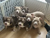 Louie Jr , a male American Bully for sale in Citrus Springs, FL – 3 of 3