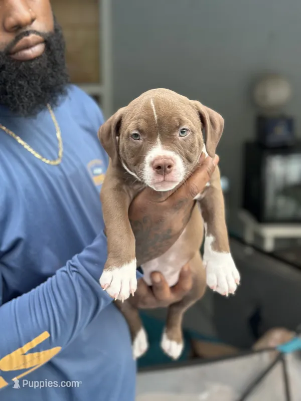 Prada  – American Bully puppy for sale in Citrus Springs, FL