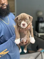 Prada , a female American Bully for sale in Citrus Springs, FL – 1 of 3